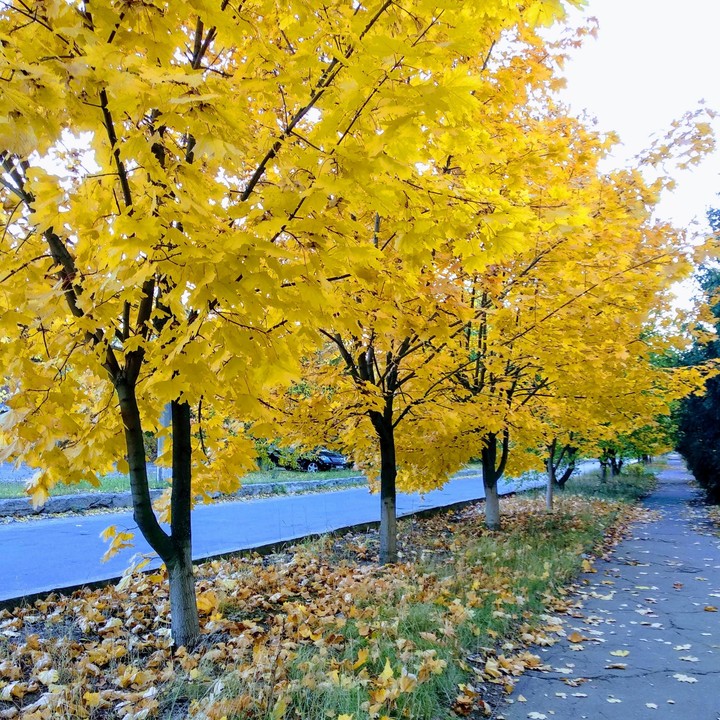 Gold autumn