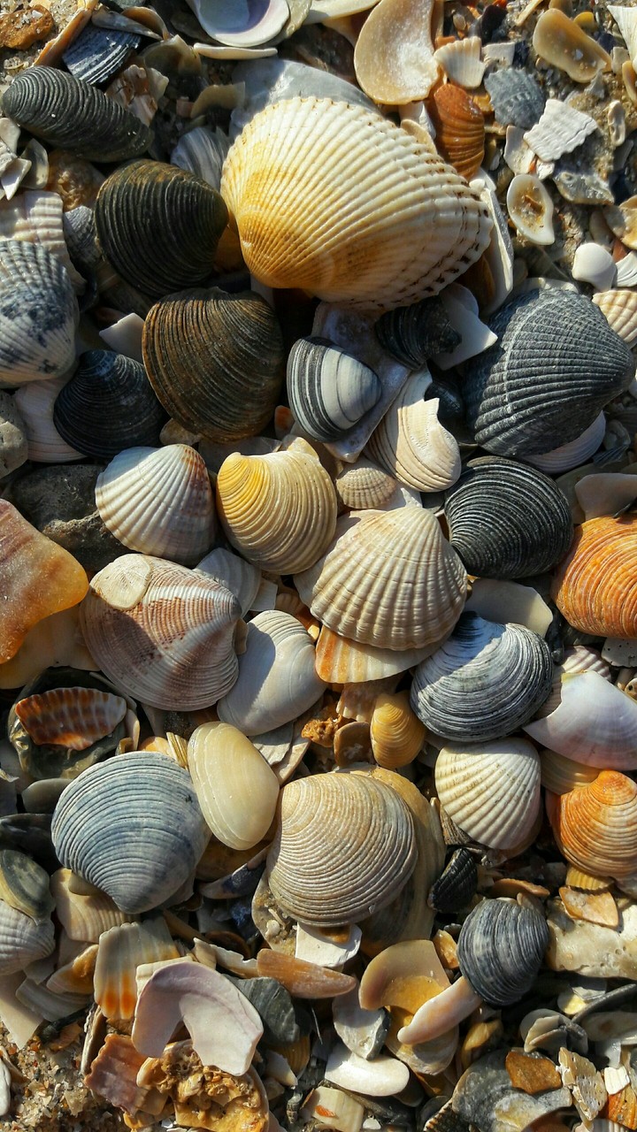море