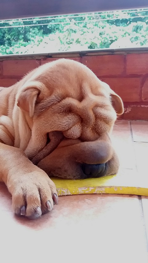 puppy, dog háttérképek
