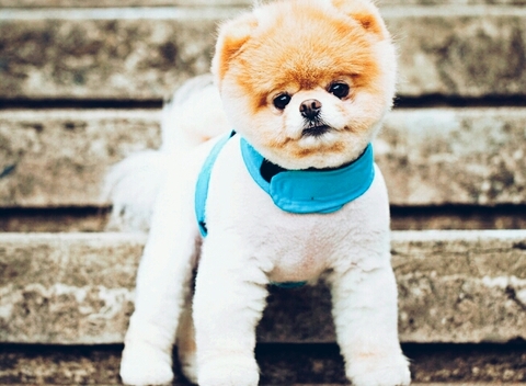 dog, mammal桌布