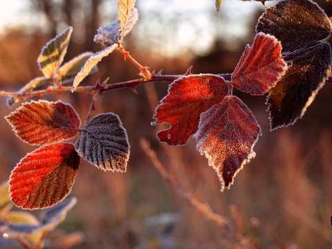 Meteorological Winter Arrives