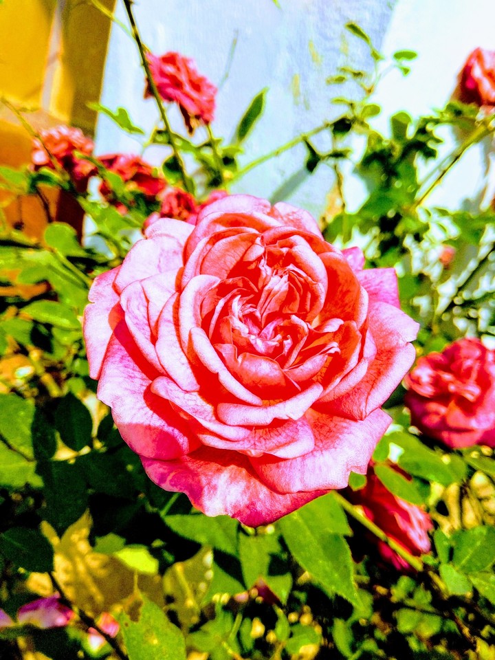 pink rose