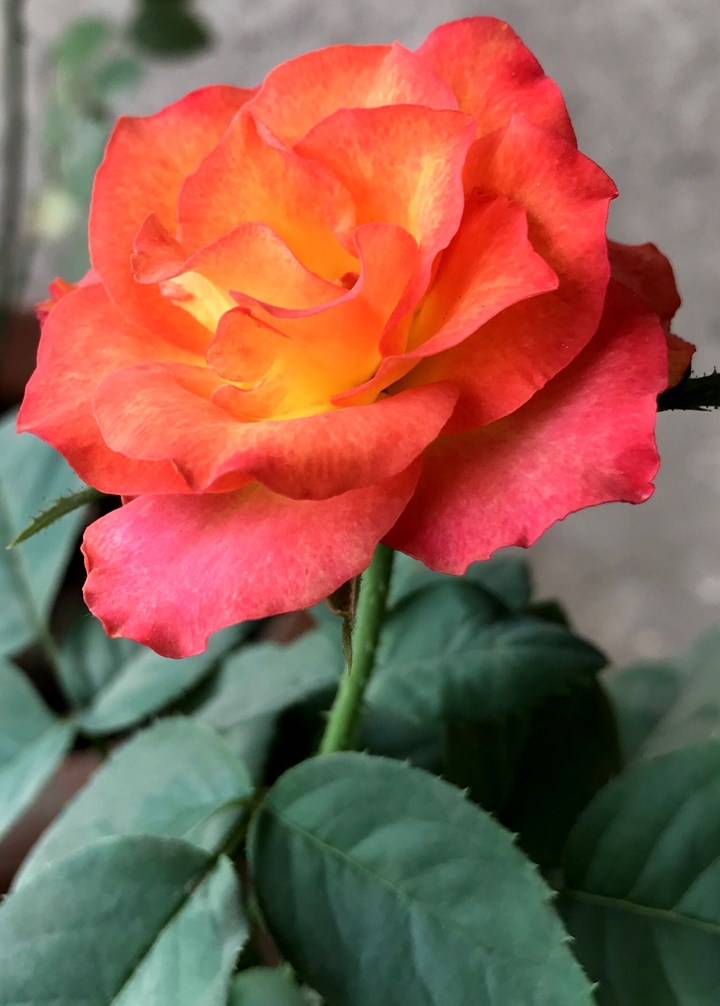 #flower #red #yellow #rose #twocolour