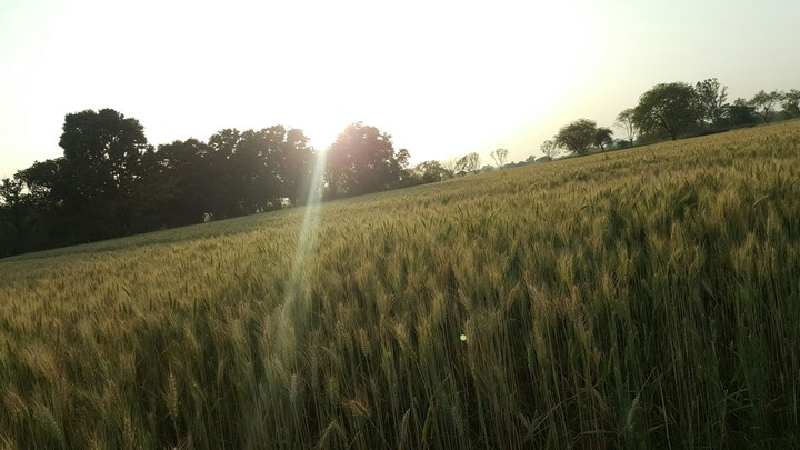 Heartily Sunrise