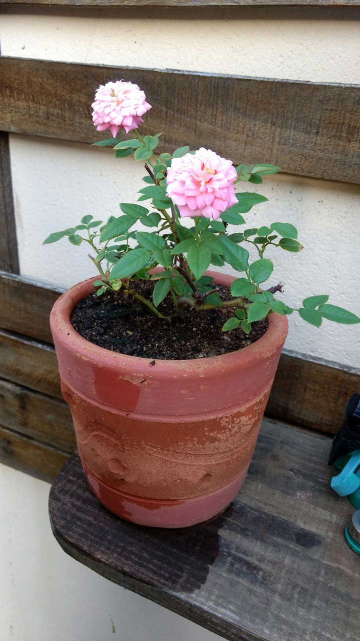 Mini-rosas