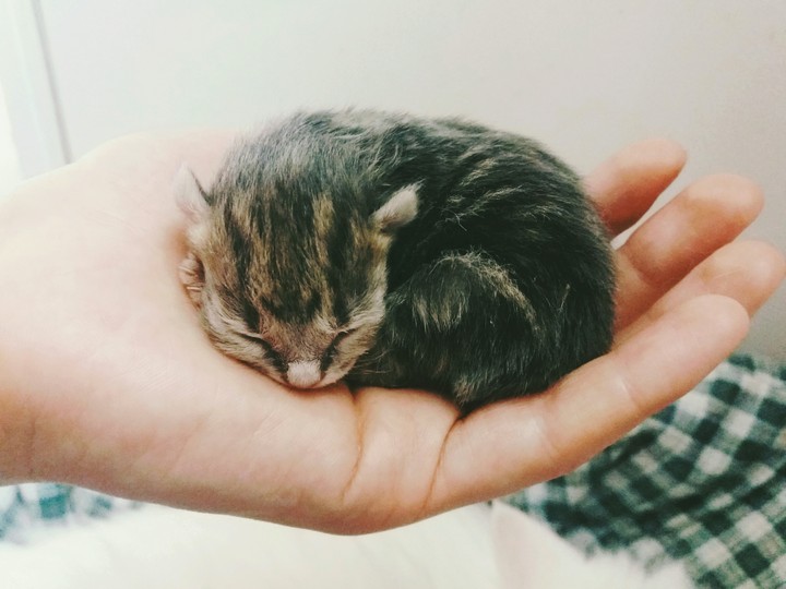 sweet dreams