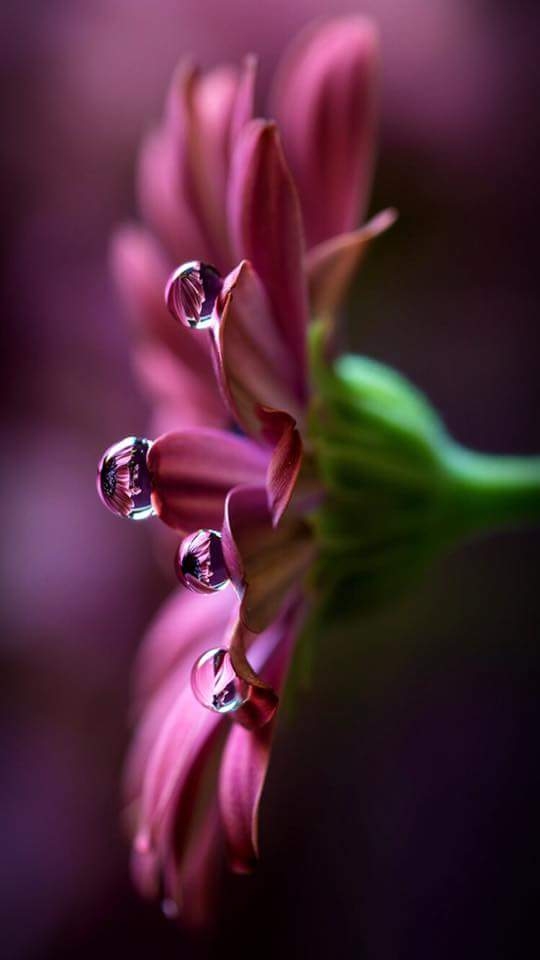 Dewdrops on flower