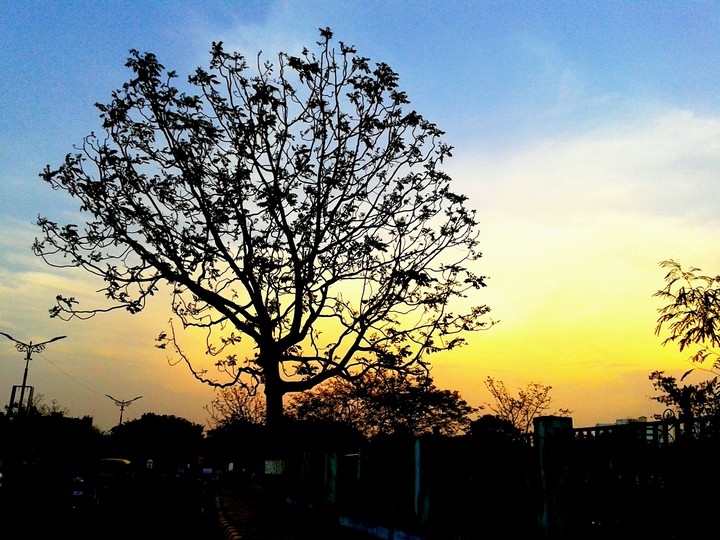 Tricoloured Evening