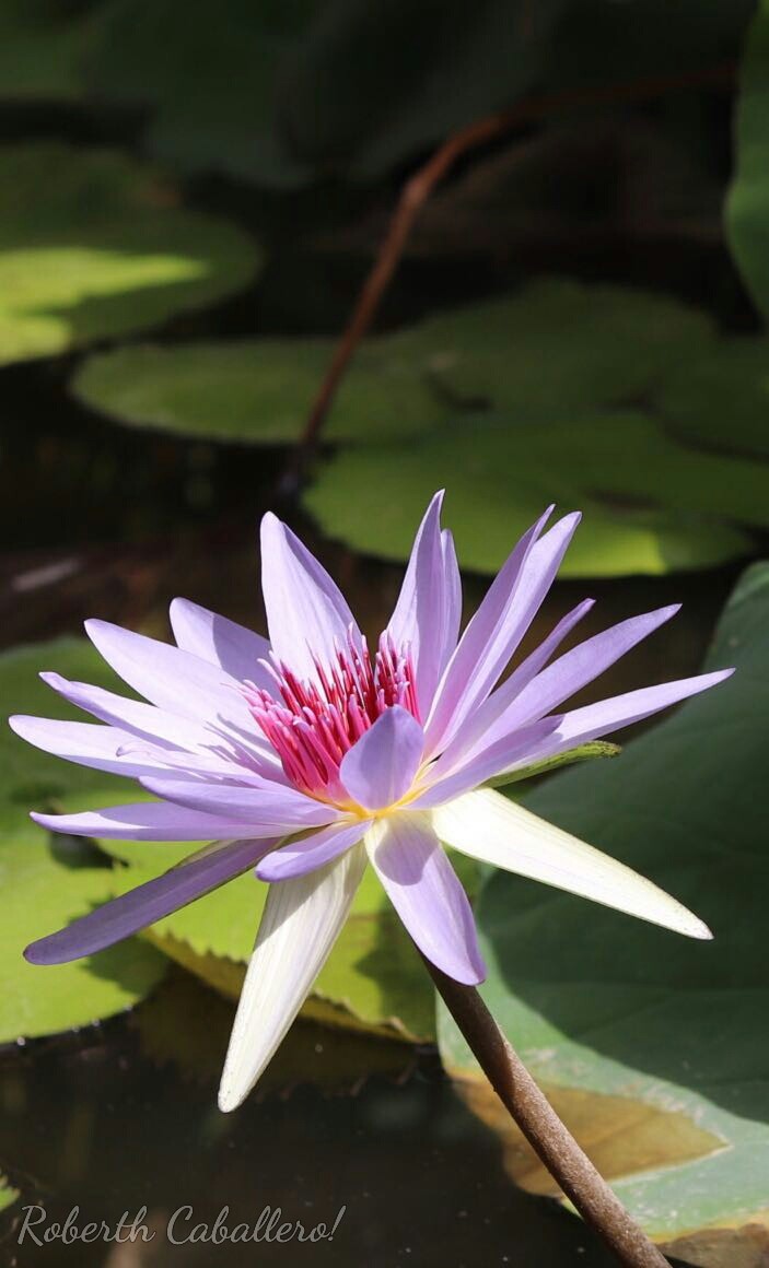 Flor 