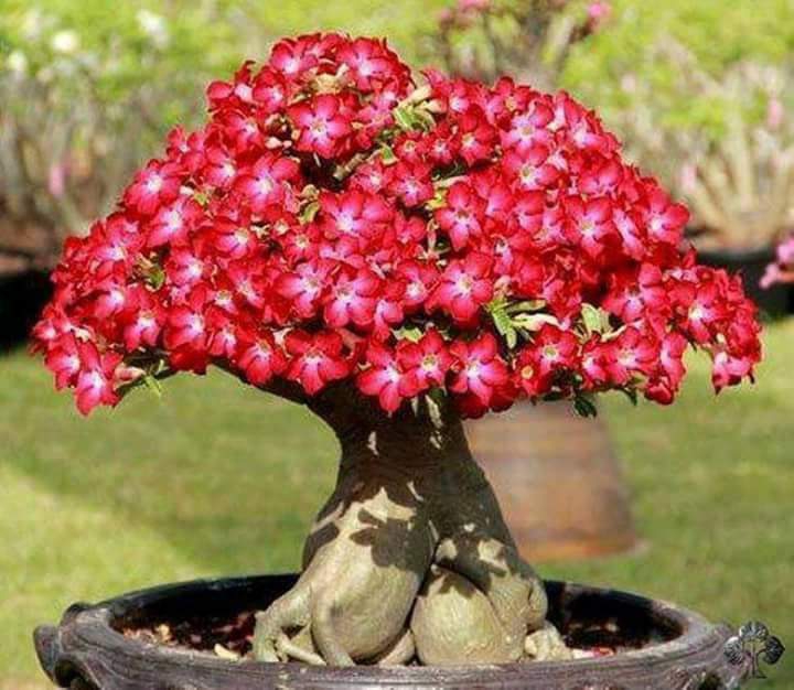 بونساي