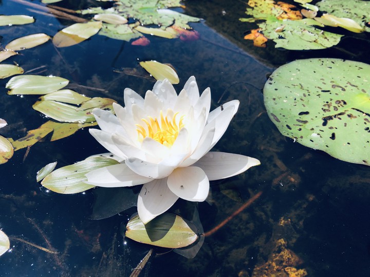 Seerose