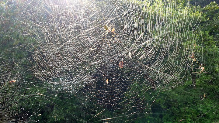 Spider