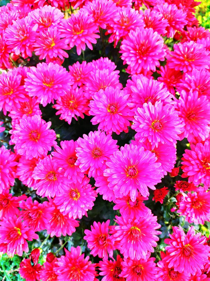 flowers