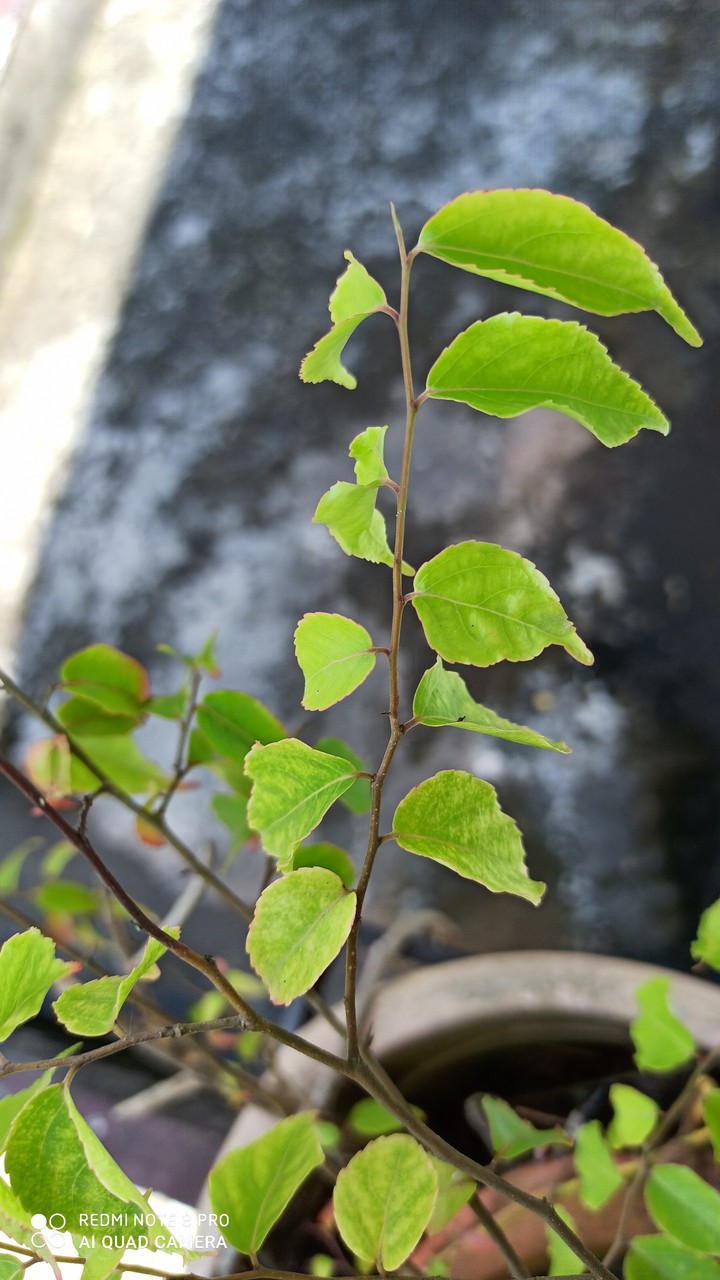 leaf