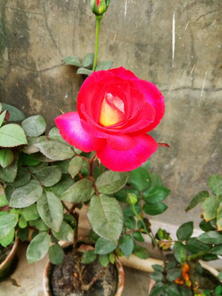 rose