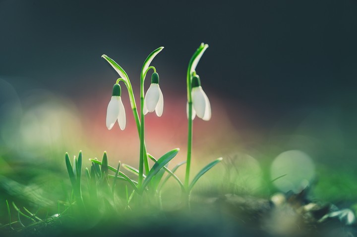Grass Flowers