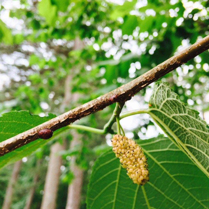 fruits