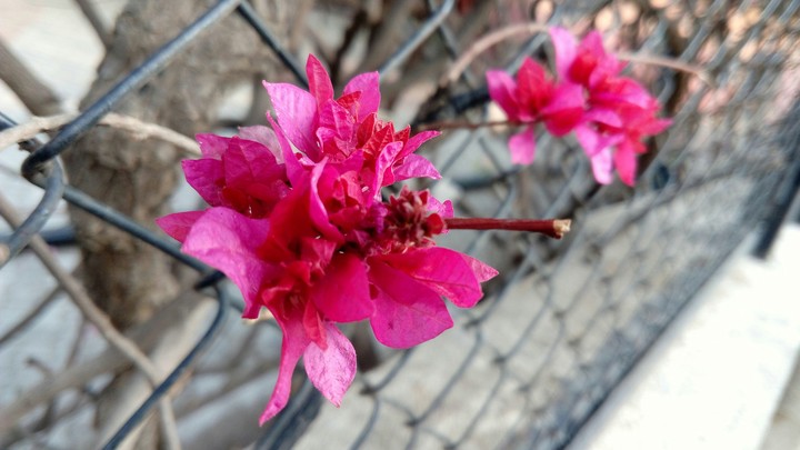 Flower Red Love