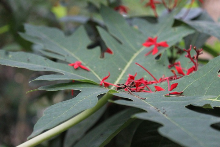 leaves