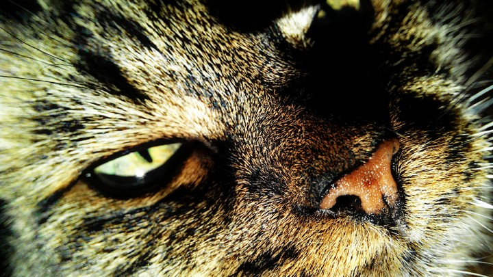 just a cat