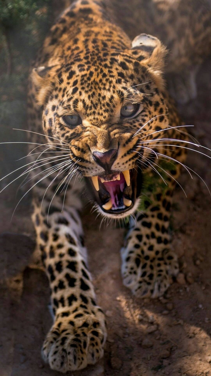 Leopard