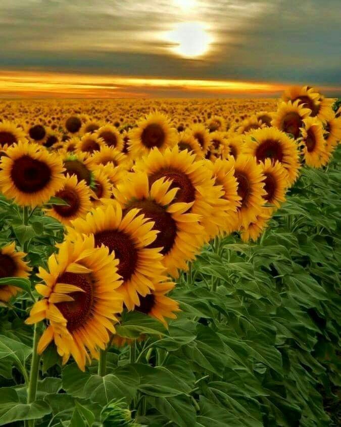 girasol