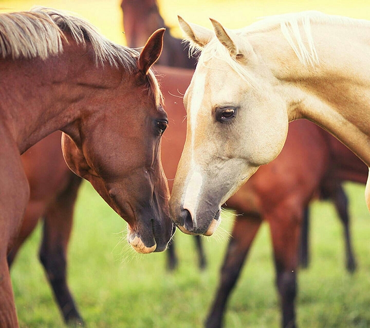 horse
