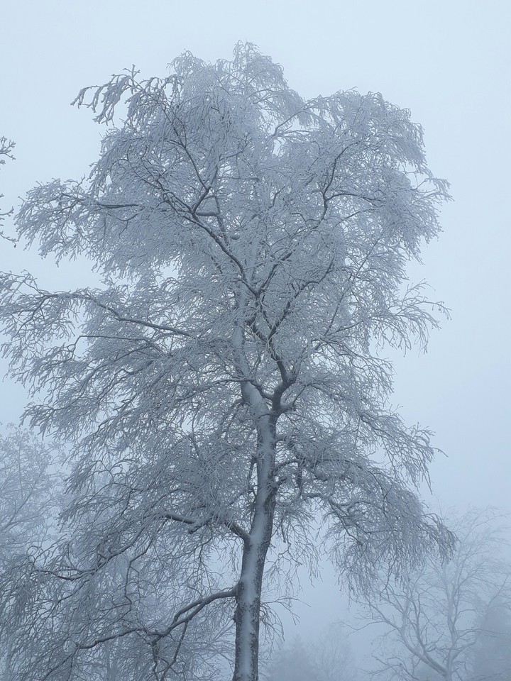 snowtree