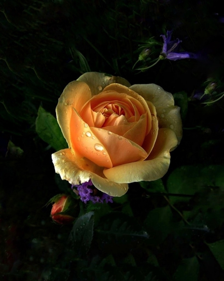 Rose