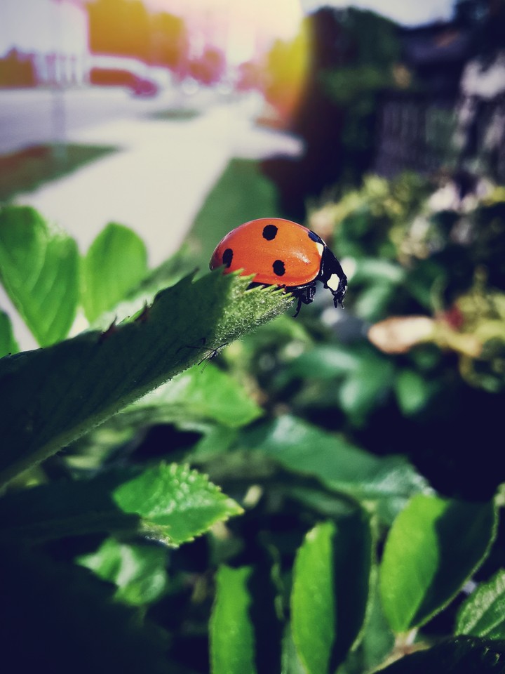 Catched beautiful moment with ladybug