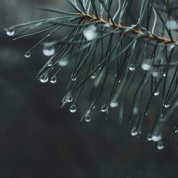 Pine tree ?