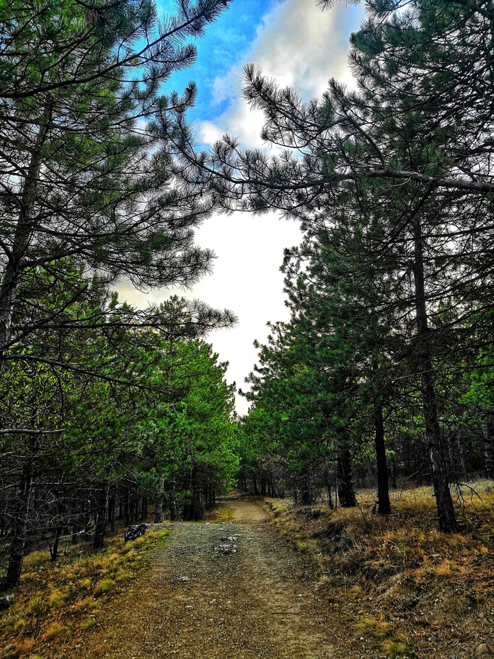 forest