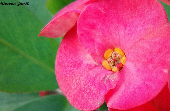 Pink
