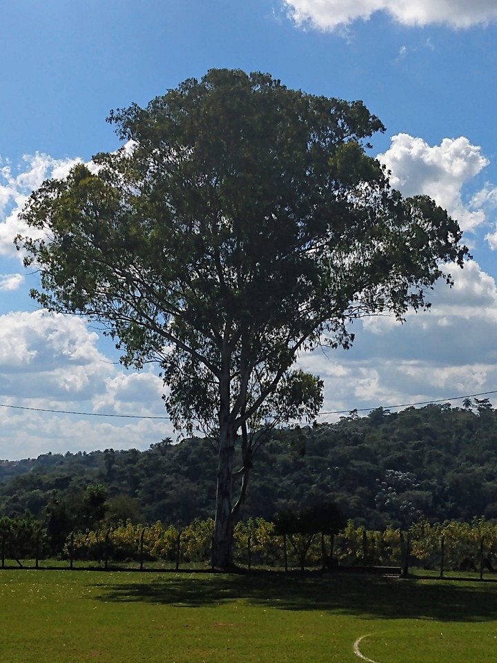 campo, Santa Isabel