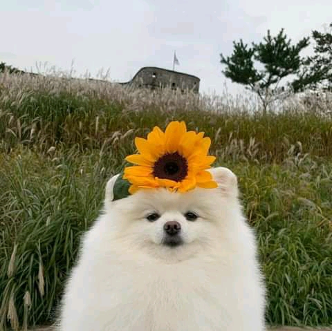 flowers ?
