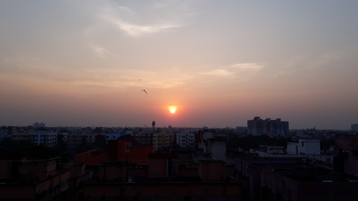 A bird and The Sun