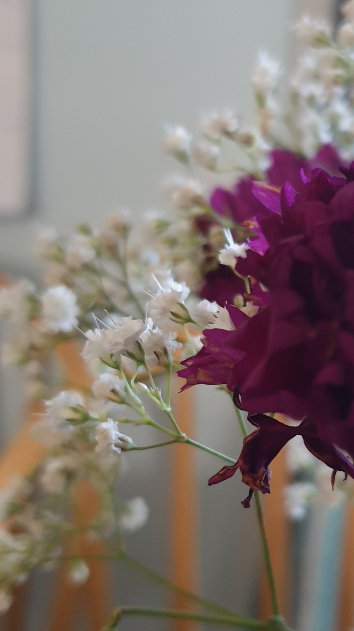 flowers