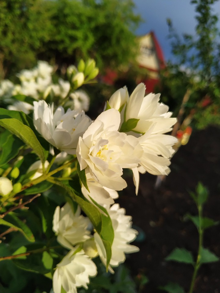 Flowers
