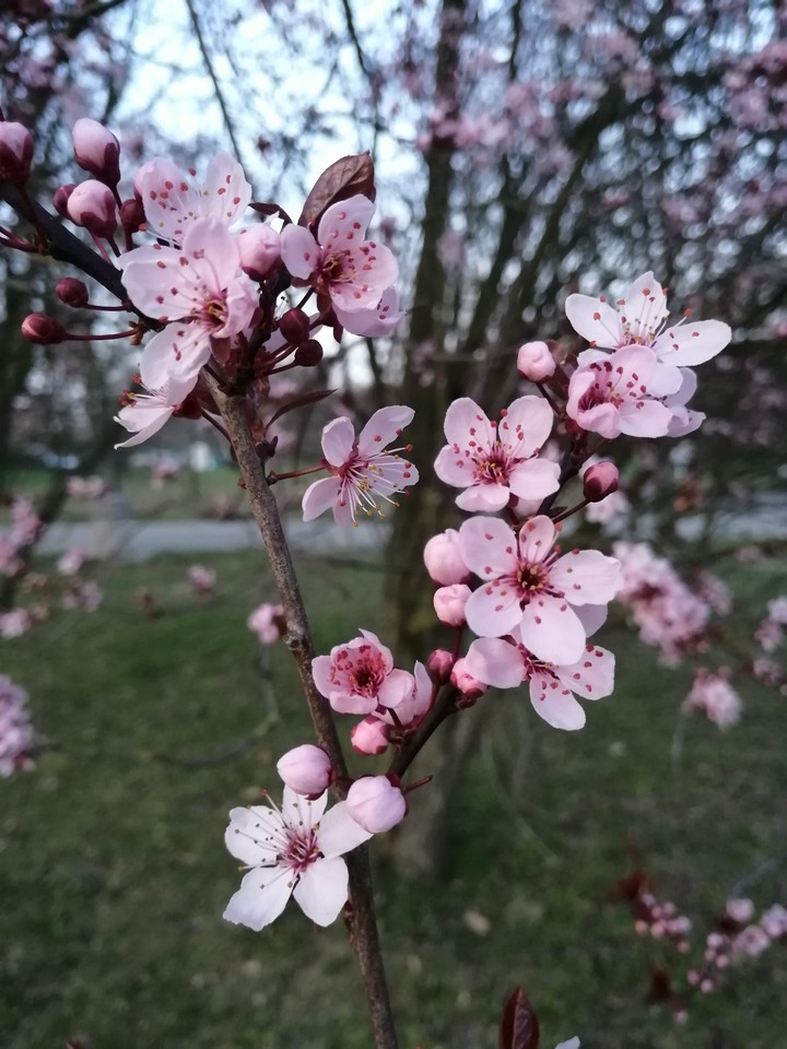 nature beauty