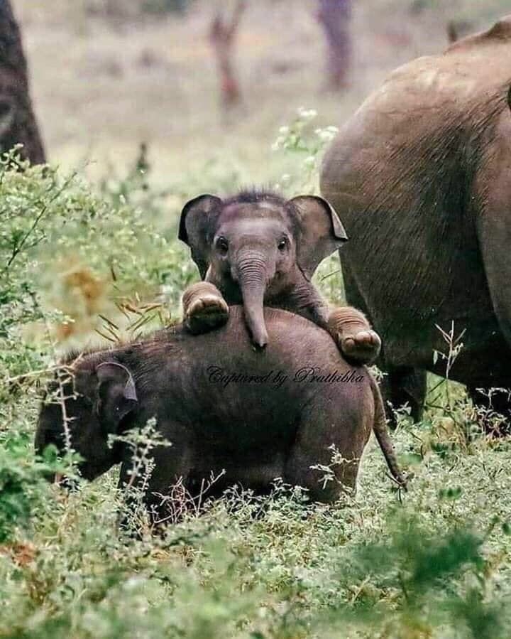 so cute ?