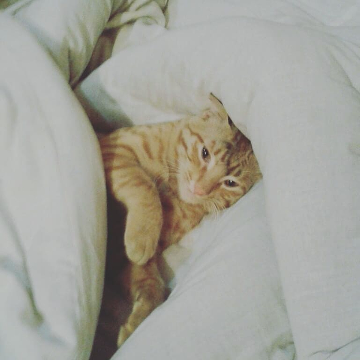 My cat ?