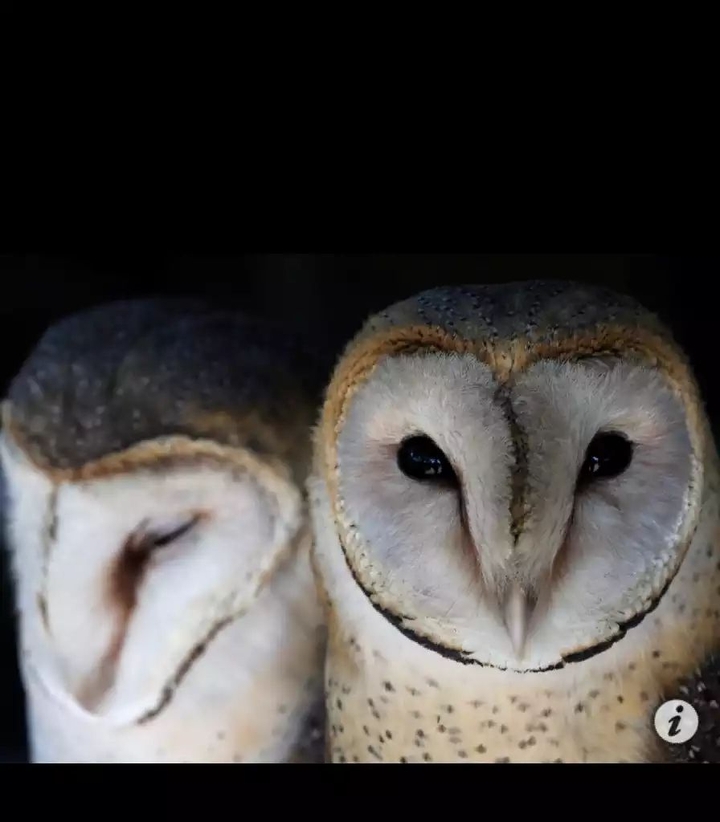 owl