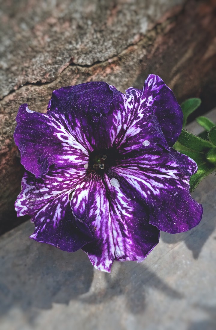 petunia