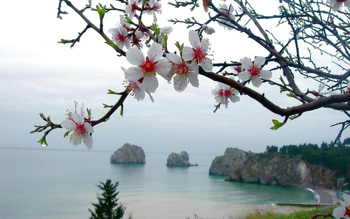 Ocean flower tree