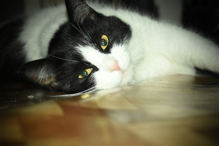 cat