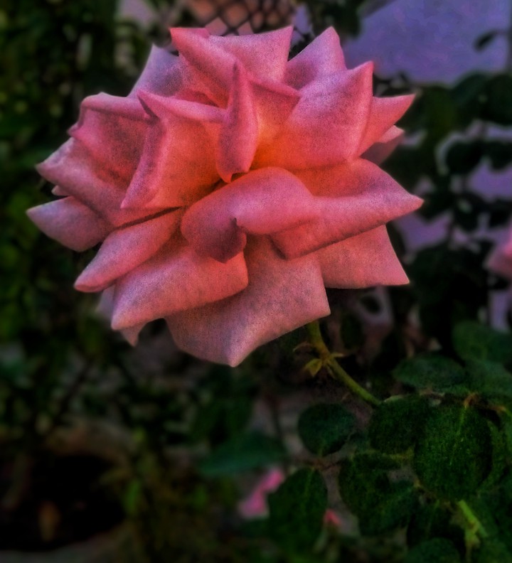 rose