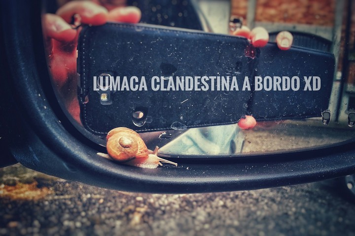 Lumaca clandestina