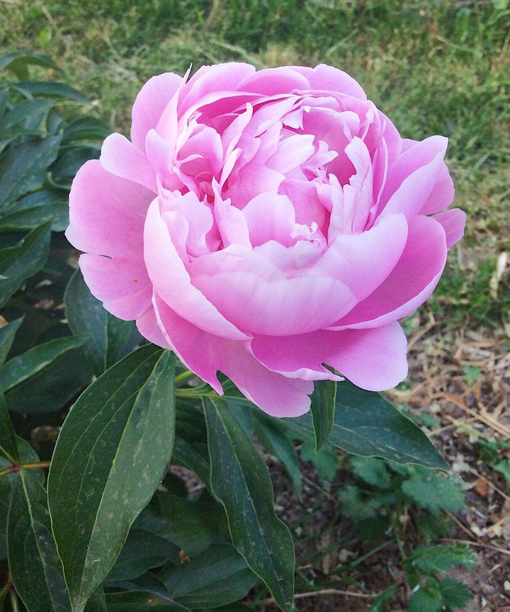 Peony
