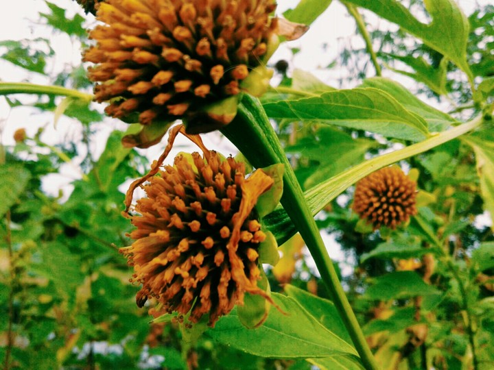 Girasol