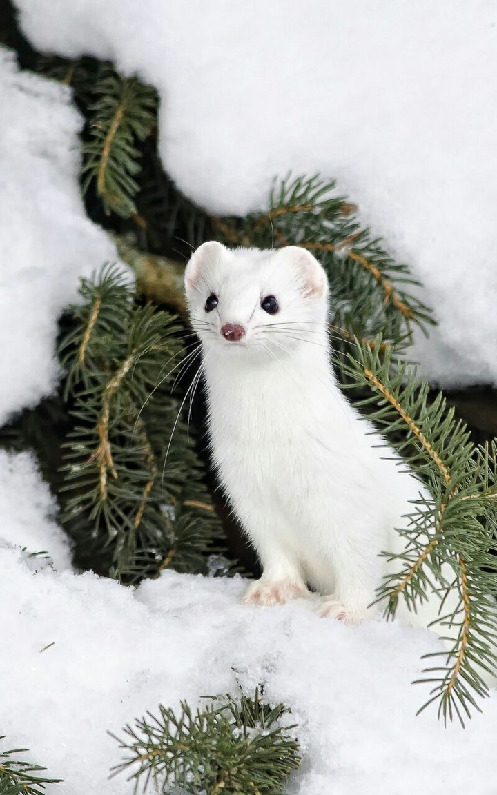Ermine, Snow, Branch, Animal